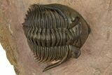 Beautiful Metacanthina Trilobite - Lghaft, Morocco #372458-3